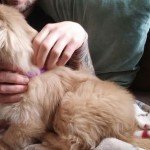 Dorothy Blind Pekingese Halo