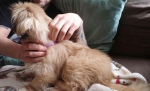 Dorothy Blind Pekingese Halo