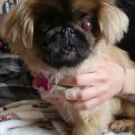 Dorothy Blind Pekingese Halo