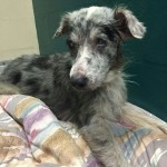 Irene Blind Australian Shepherd