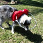 Irene Blind Australian Shepherd Halo