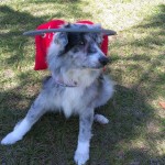Irene Blind Australian Shepherd Halo