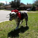 Irene Blind Australian Shepherd Halo