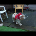 Juliet Blind Cocker Spaniel Hao