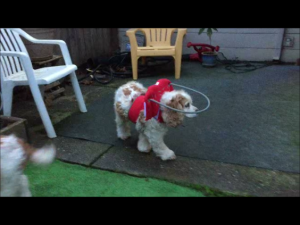 Juliet Blind Cocker Spaniel Hao