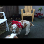 Juliet Blind Cocker Spaniel Halo