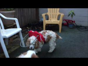 Juliet Blind Cocker Spaniel Halo
