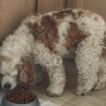 Juliet Blind Cocker Spaniel Halo