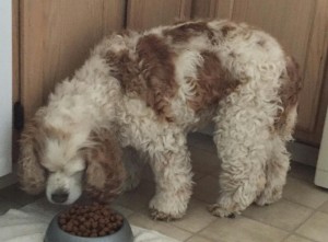 Juliet Blind Cocker Spaniel Halo