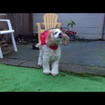 Juliet Blind Cocker Spaniel Halo