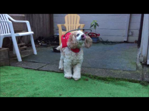Juliet Blind Cocker Spaniel Halo