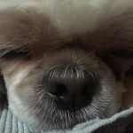 Levi Blind Shih Tzu Halo