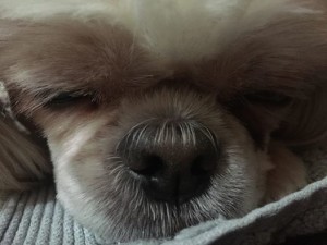 Levi Blind Shih Tzu Halo