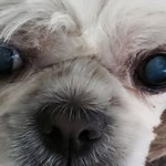 Levi Blind Shih Tzu Halo