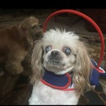 Levi Blind Shih Tzu Halo