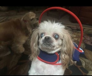 Levi Blind Shih Tzu Halo