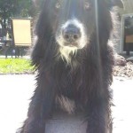 Linus Blind Border Collie Halo