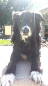 Linus Blind Border Collie Halo