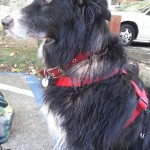 Linus Blind Border Collie Halo