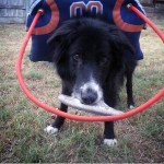Linus Blind Border Collie Halo