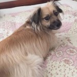 Pixie Blind Chihuahua/ Pomeranian