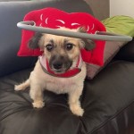 Pixie Blind Chihuahua/ Pomeranian
