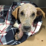 Ralphie Blind Lab Mix Halo
