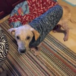 Ralphie Blind Lab Halo
