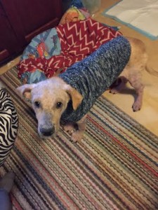 Ralphie Blind Lab Halo