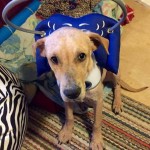 Ralphie Blind Lab mix Halo