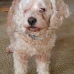 Sami Blind Cocker/Poodle Halo
