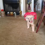 Sami Blind Cocker/Poodle halo