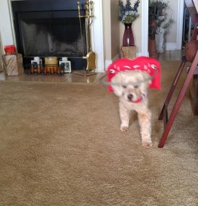 Sami Blind Cocker/Poodle halo