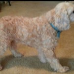 Sami Blind Cocker/Poodle Halo