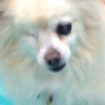 Sandy Blind Pomeranian Halo