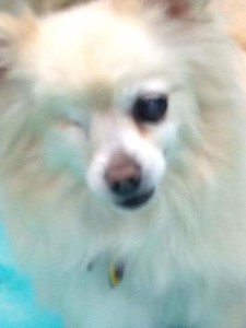 Sandy Blind Pomeranian Halo