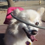 Sandy Blind Pomeranian Halo