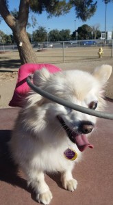 Sandy Blind Pomeranian Halo