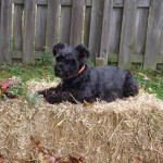 Sanibel Blind miniature-standard schnauzer Halo