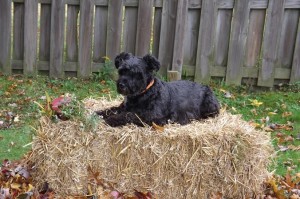 Sanibel Blind miniature-standard schnauzer Halo