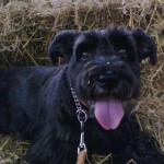 Sanibel Blind miniature-standard Schnauzer Halo