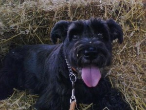 Sanibel Blind miniature-standard Schnauzer Halo