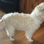 Toto Blind Maltese Mix Halo