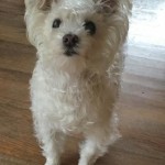 Toto Blind Maltese Mix Halo
