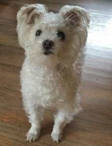 Toto Blind Maltese Mix Halo