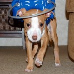 Trooper Blind Pit mix halo