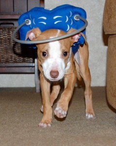 Trooper Blind Pit mix halo