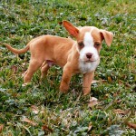 Trooper Blind Pit mix Halo