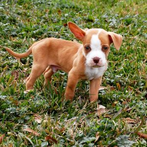 Trooper Blind Pit mix Halo