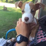 Trooper Blind Pit mix Halo